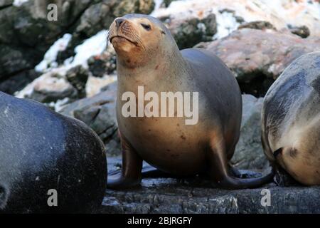 Südamerikanische Robbe (Otaria flavescens) auf der Seelöweninsel, ushuaia, Argentinien. Stockfoto