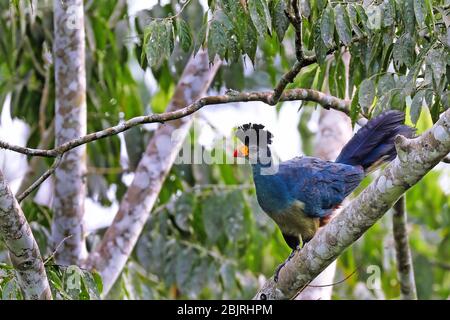 Great blue turaco im Bugoma Central Forest Reserve in Uganda (Corytha Stockfoto