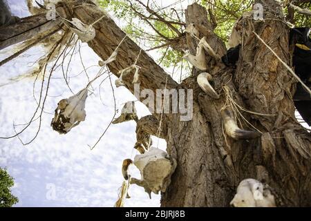 Kuhschädel auf Baum, Detail der toten Tiere Stockfoto