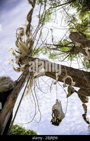 Kuhschädel auf Baum, Detail der toten Tiere Stockfoto