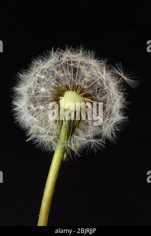 Nahaufnahme Des Löwenzahnkopfes (Taraxacum) Stockfoto