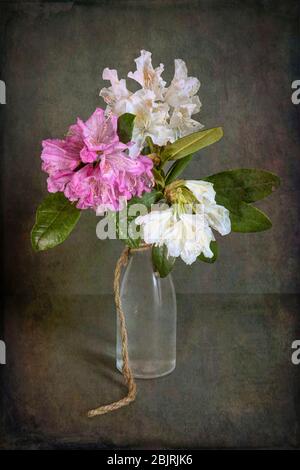 Rhododendron Blumen In Vase Stockfoto