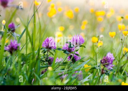 Viele lila und gelbe Wildblumen auf einer Wiese Stockfoto