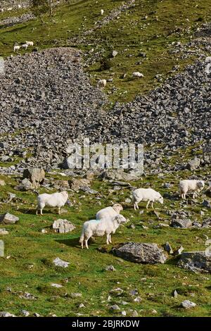 Schafe auf den steilen Hängen des Aber Valley, North Wales, Großbritannien Stockfoto