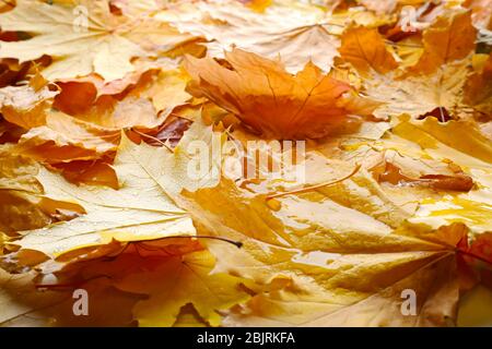 Schöne bunte Blätter im Herbst Stockfoto