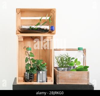 Holzkisten mit Aluminiumdosen und Plastikflaschen, die als Behälter für wachsende Pflanzen verwendet werden, auf hellem Hintergrund Stockfoto