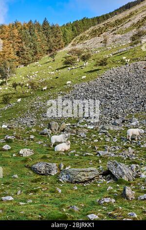 Schafe auf den steilen Hängen des Aber Valley, North Wales, Großbritannien Stockfoto