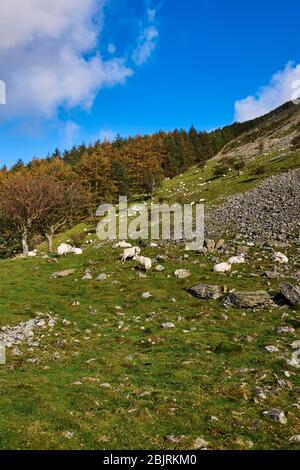 Schafe auf den steilen Hängen des Aber Valley, North Wales, Großbritannien Stockfoto