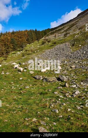 Schafe auf den steilen Hängen des Aber Valley, North Wales, Großbritannien Stockfoto