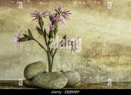 Zerlumpte Robin Blume, rosa Blume Cluster sind zart, zerlumpte Robin eine rosa Wildblume eine Pflanze für einen feuchten, sonnigen Ort, sehr attraktiv für Schmetterlinge Stockfoto