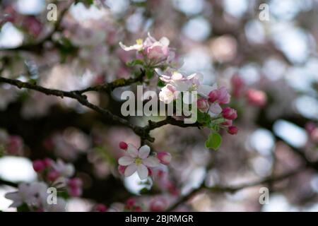 Ich fand in diesem Frühjahr einige schöne Blüten. Stockfoto