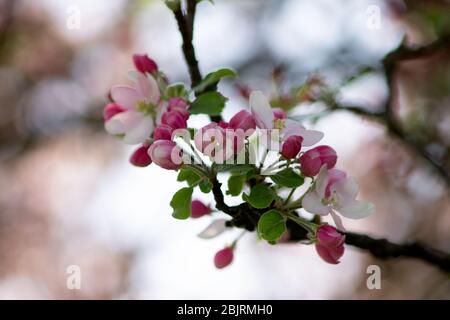 Ich fand in diesem Frühjahr einige schöne Blüten. Stockfoto