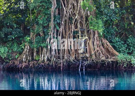 banyan Tree verfault üppigen Regenwald um Süßwasserlagune Matevulu Blue Hole Espirito Santo Insel Vanuatu Ozeanien Stockfoto