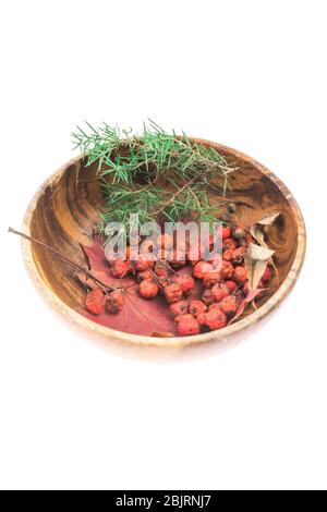 Herbstkomposition aus natürlichen Zutaten. Überreife Eberesche Beeren, grüner Wacholder und Ahornblatt in Holzschale isoliert auf weißem Hintergrund. Seitenansicht Stockfoto