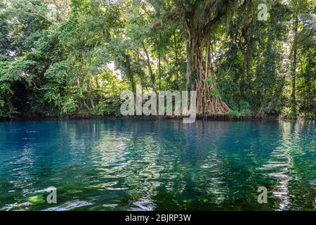 banyan Tree verfault üppigen Regenwald um Süßwasserlagune Matevulu Blue Hole Espirito Santo Insel Vanuatu Ozeanien Stockfoto