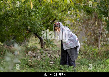 Hunza Valley, Pakistan : Pakistanische alte Frau in traditioneller Kleidung Sammeln Ernte im Garten. hunza Valley, gilgit baltistan, pakist Stockfoto