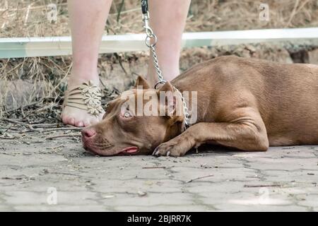 Red Pit Bull liegt und wartet auf dem Bürgersteig zu Füßen seiner Herrin Stockfoto