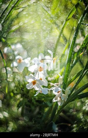 Die einzelne japanische Anemone oder Anemone hupehensis oder die chinesische Anemone ist eine hybride blühende Pflanze mit einer offenen Blume, die weiße Kelchblätter enthält. Stockfoto