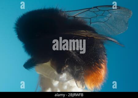 Schwarze Hummel mit orangefarbenem Schwanz sitzt auf blauem Hintergrund aus nächster Nähe Stockfoto