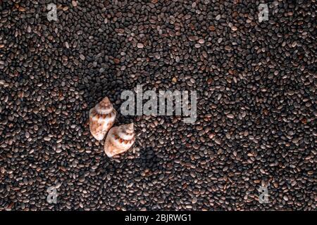 Zwei kleine Muscheln liegen auf Meeressteinen unter dem Kopienraum der aufgehenden Sonne. Nahaufnahme Stockfoto