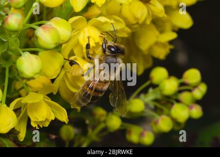 Bienenzucht auf einer gelben Blume und Suche nach Pollen Stockfoto