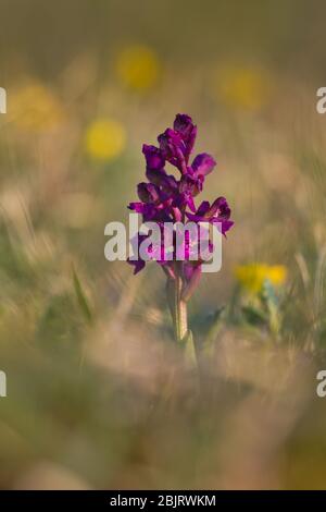 Lila Wildorchidee (Anacamptis morio, die grün-geflügelte Orchidee oder grün-aferned Orchidee) blüht auf einer europäischen Stallwiese Stockfoto