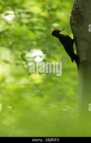 Ein Schwarzspecht (Dryocopus martius), der in einem Buchenwald in Bulgarien an seinem Nest ankommt Stockfoto