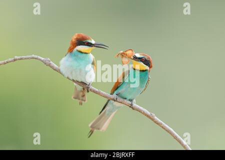 Ein europäischer Bienenfresser (Merops apiaster), der ein Weibchen umwirbt, indem er an einem Insekt vorbeigeht, Bulgarien Stockfoto