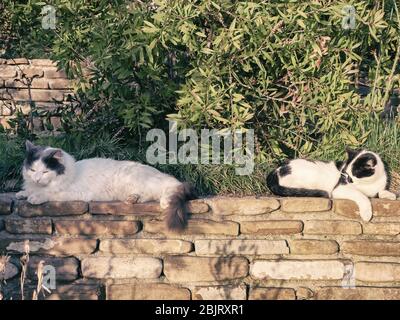 Zwei Straßenkatzen liegen und sonnen sich in der Sonne gegen den Busch Stockfoto