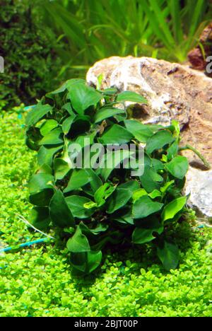 Zwerg, anubias Anubias barteri var. Nana Stockfoto