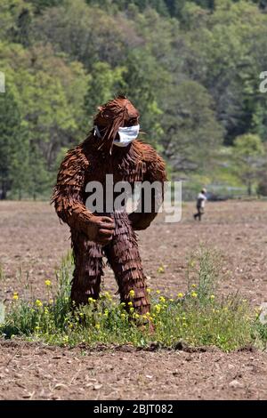 Bigfoot trägt COVID-19 Antivirus-Maske, durch kultivierte landwirtschaftliche Feld. Stockfoto