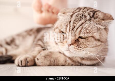 Katze ist depressiv, nachdenklich liegt auf dem Boden, vor dem Hintergrund des Besitzers Fuß, mit dem er sein verstörte Haustier streicheln will. Stockfoto