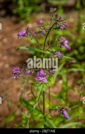 Eine hohe vertikal wachsende Penstemon lila Blume Pflanze, die Bienen Schmetterlinge und ein Favorit unter Kolibris im späten Frühjahr und Sommer anzieht Stockfoto