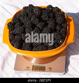 Hampshire, England, Großbritannien. 2019. Geerntet frische Brombeeren in einer Plastikschüssel auf digitaler Waage zum Wiegen. Das Gewicht hier ist 2lbs 15ozs. Stockfoto