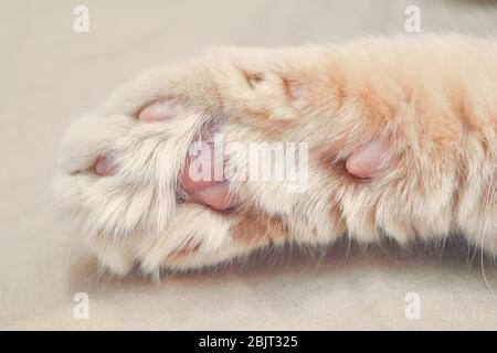 Ginger Katze vor mit rosa Pfoten. Nahaufnahme Stockfoto