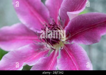 Klettern Clematis Stockfoto