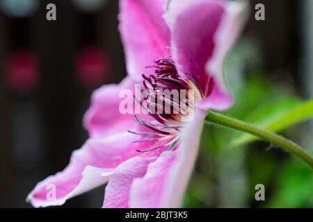 Klettern Clematis Stockfoto