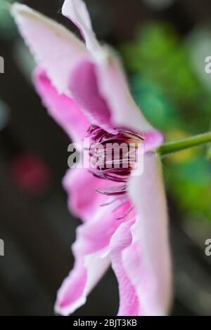 Klettern Clematis Stockfoto