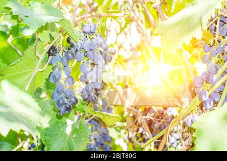 Schwarze Trauben im Weinberg vor der Lese im Frühherbst Stockfoto