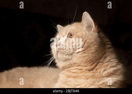 Rote Katze starrt überrascht auf einem dunklen Hintergrund Stockfoto