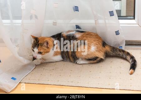 Schöne dreifarbige Katze liegt auf weißen Vorhängen in der Nähe von Fenster. Stockfoto