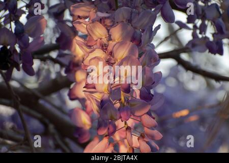 Lila Wisteria blüht im Frühling an einem sonnigen Tag, Wisteria sinensis Stockfoto