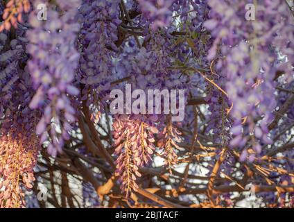 Lila Wisteria blüht im Frühling an einem sonnigen Tag, Wisteria sinensis Stockfoto