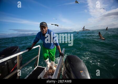 Fischer bereiten Chum für Cage Diving vor, mit großen weißen Haien, Südafrika Stockfoto