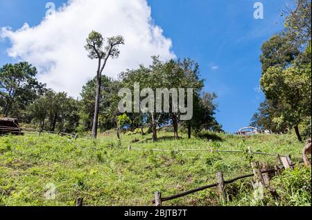 Naturlehrpfad mit dem Holzzaun bis zum Aussichtspunkt auf dem Hügel im Regenwald des Nationalparks. Stockfoto