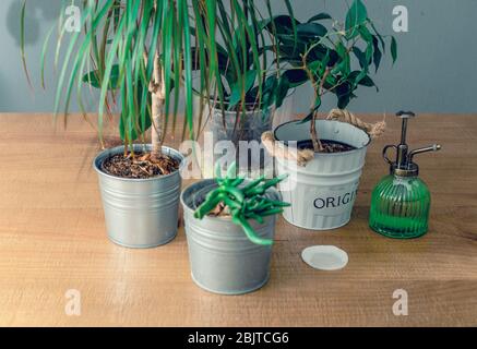 Gruppe von Pflanzen im Innenbereich auf einem Holztisch. Selektiver Fokus auf das Zentrum. Sukkulente Pflanze namens Crassula ovata 'hobbit', dracaena, ficus benjamina Stockfoto