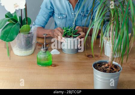 Hände einer schwarzen Frau, die die toten Blätter einer saftigen Pflanze namens Crassula ovata 'hobbit' auf einem Holztisch entfernt. Selektiver Fokus auf den Topf. Stockfoto