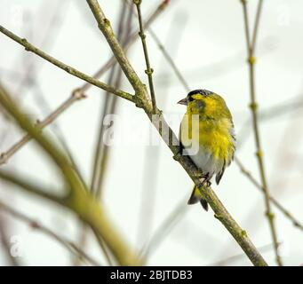 Nahaufnahme eines männlichen Sisinvogels, der auf der Laube eines Baumes sitzt Stockfoto