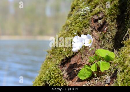 Schamrock Blüten wachsen aus einer Baumhöhle Stockfoto