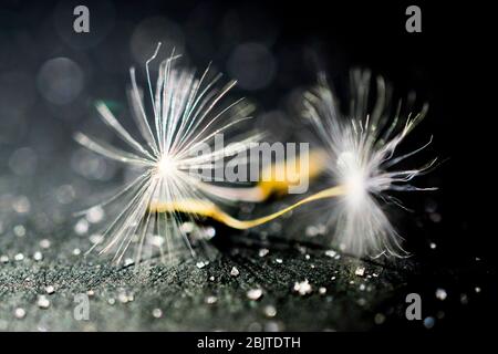 Löwenzahn-Uhr Stockfoto
